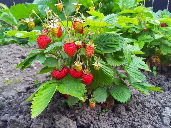 Wilde Erdbeere "Rugia" - Setzling - SetzlingeOnline